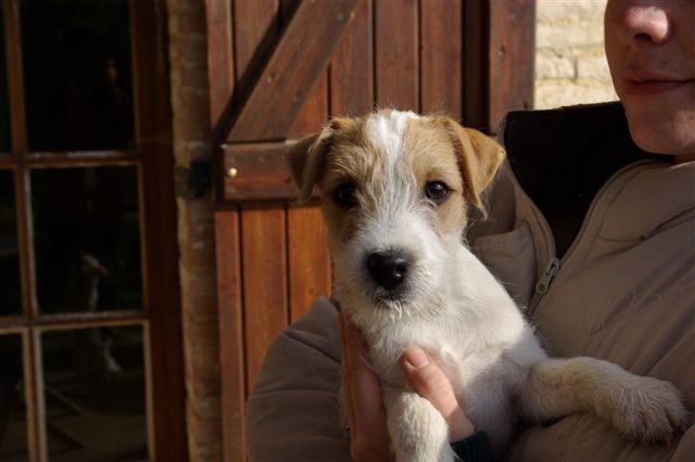 CH. F' stardust (dustin) du Domaine du Carpé