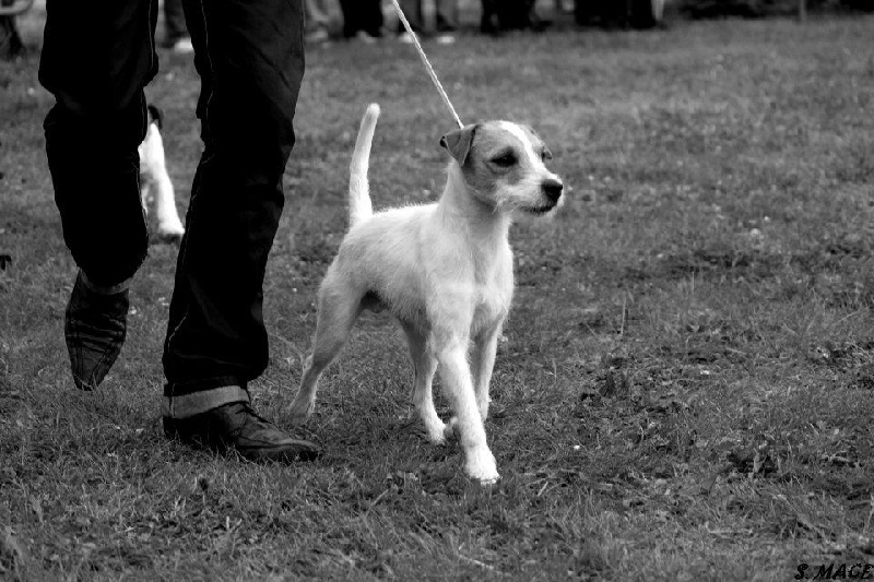 CH. F' stardust (dustin) du Domaine du Carpé